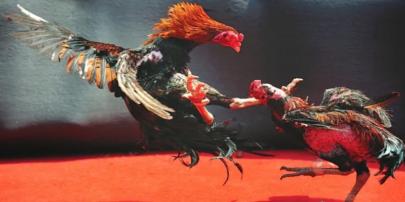 77win2 bắn cá h5 chơi ngay