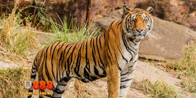 77win2 game nổ hủ máy bay