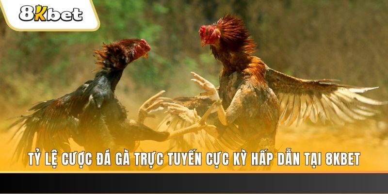 77win2 c1 gà chọi