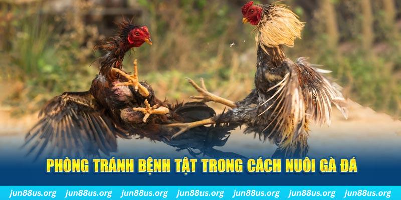 77win2 đăng nhập phỏm online